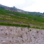 Weingebiet am Genfersee
