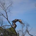 Adler auf einer Baumkrone