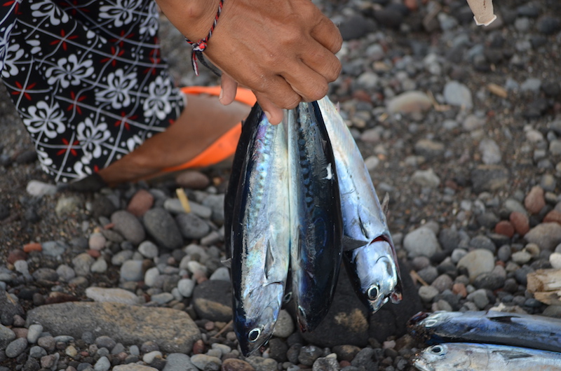 Frische Makrelen in Amed auf Bali