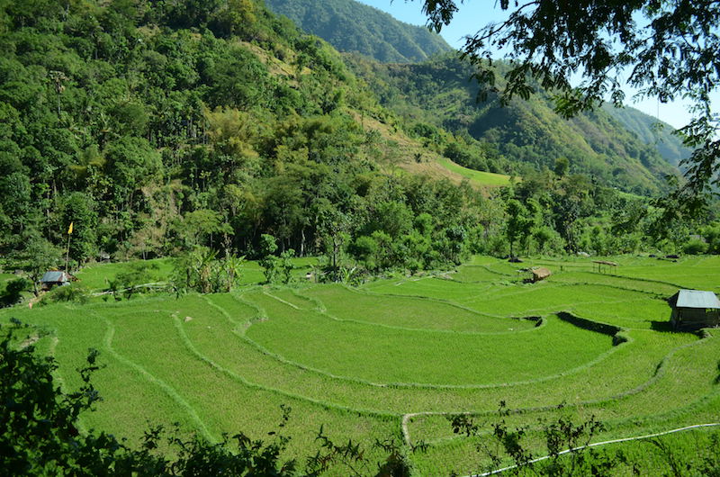 Reisfelder in der Umgebung von Amed