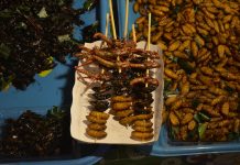 Thailand: Nachtmarkt in Lamai auf Koh Samui Frittierte Insekten wie Heuschrecken Essen