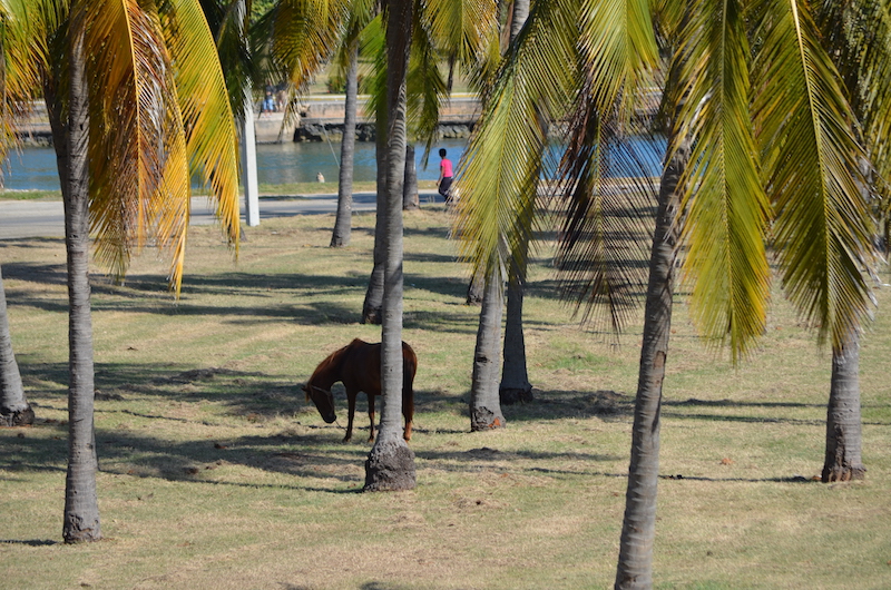 Pferde in Varadero auf Kuba