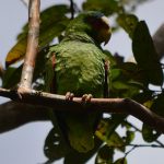 Grüner Papagei in Costa Rica