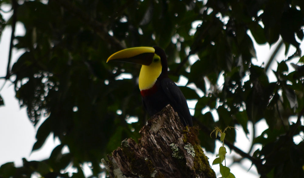 Tukan in La Fortuna in Costa Rica
