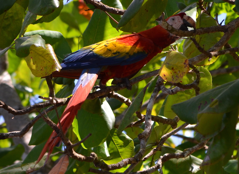 Ara in Costa Rica auf Bäumen finden