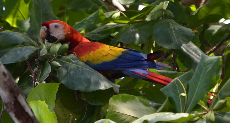 Ara in Costa Rica