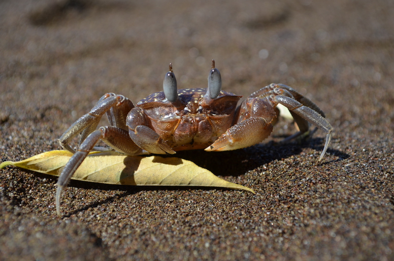 Krabbe am Strand in Costa Rica