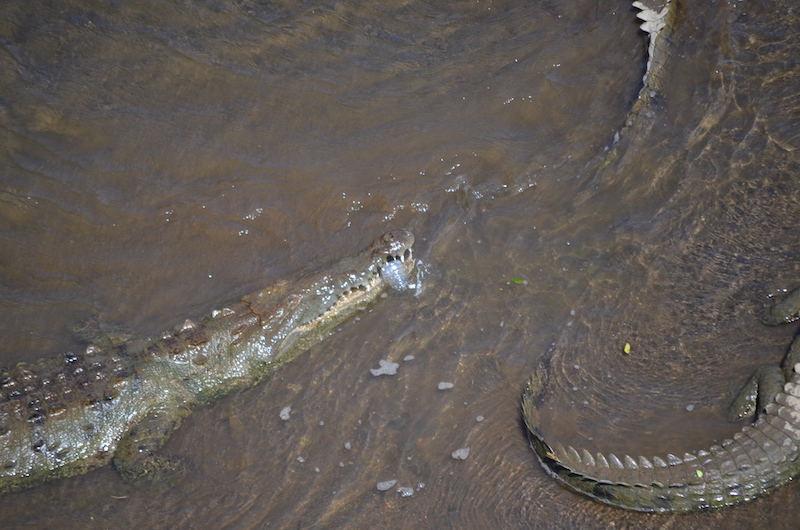 Krokodil mit Plastikfalsche in Costa Rica