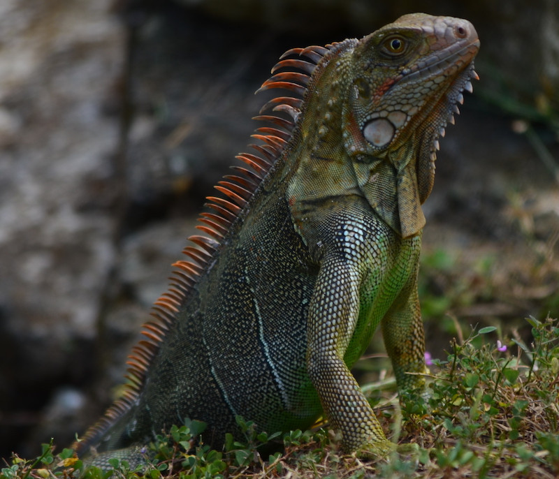 Leguane in Costa Rica