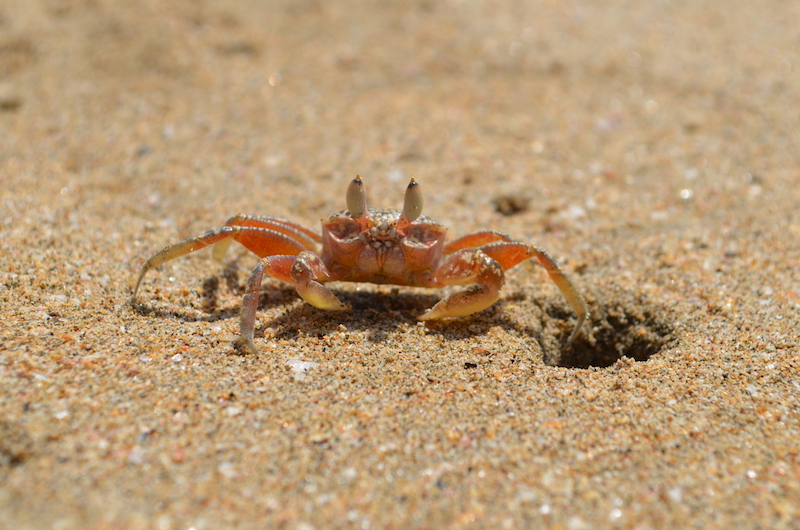 Rote Krabbe am Strand in Costa Rica