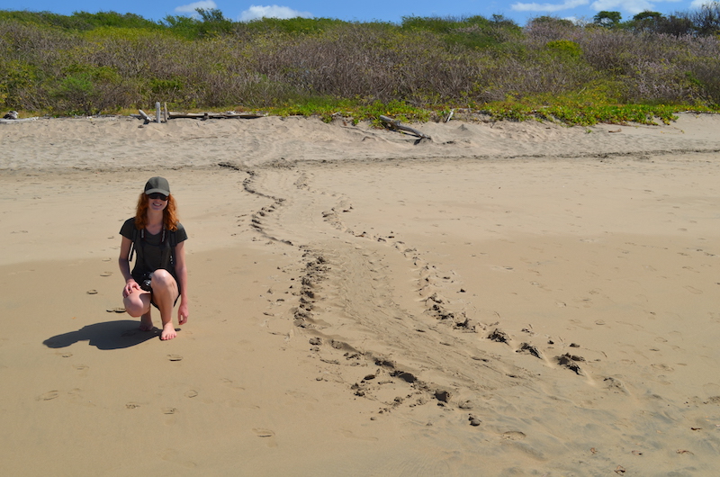 Lederschildkröten Spuren im Sand