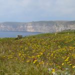 Frühling in Gozo