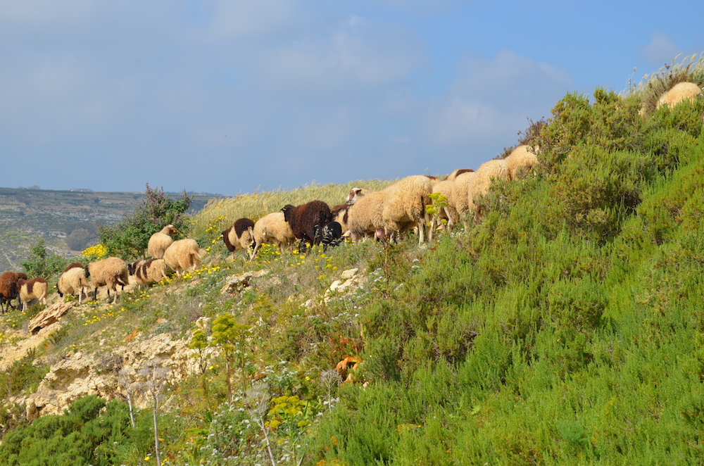 Schafe und Ziegen auf Gozo