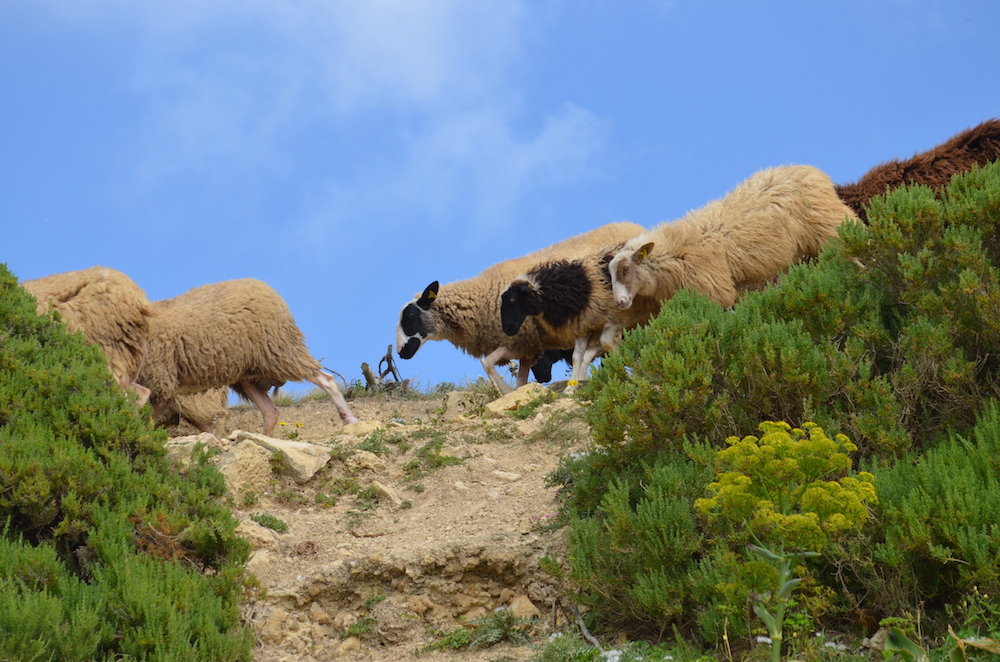 Hirte mit Schafen auf Gozo
