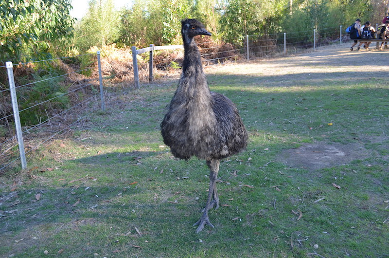 Emu bei den McKenzie Wasserfällen