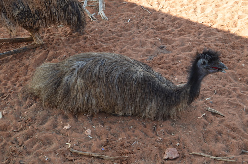 Emus die halb verdurstet sind