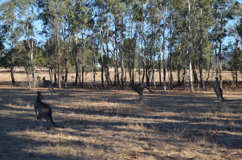 Wilde Kängurus in Australien