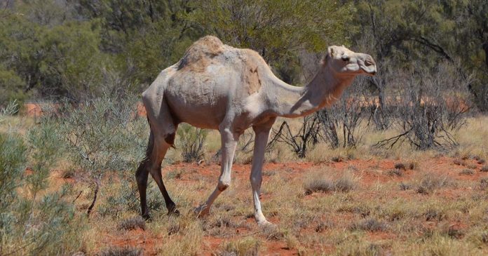 Kamele in Australien nicht weit von Alice Springs im Outback