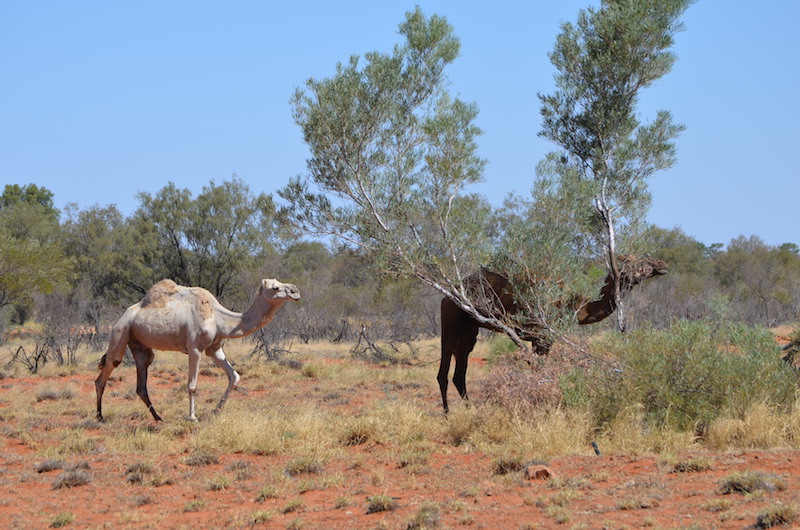 Wilde Kamele im Outback von Australien