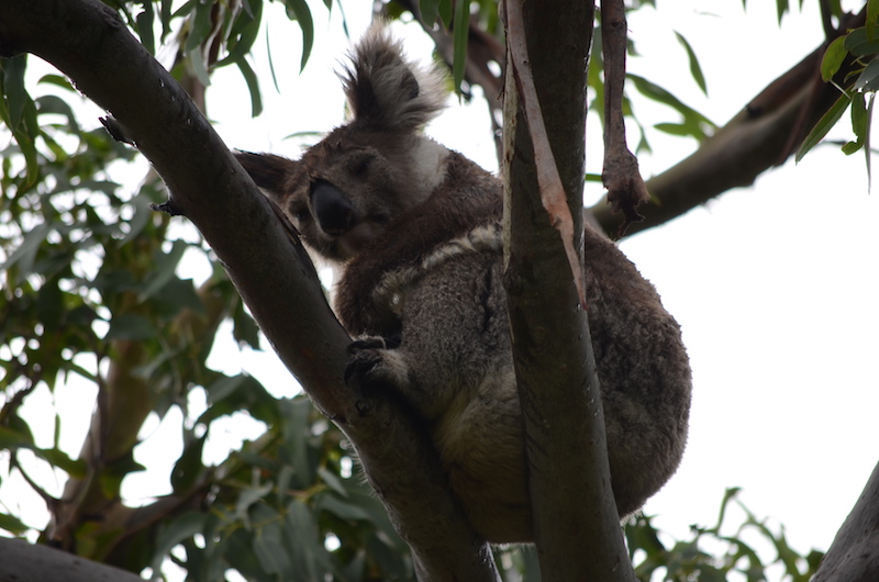 Koala in Australien in den Bäumen suchen