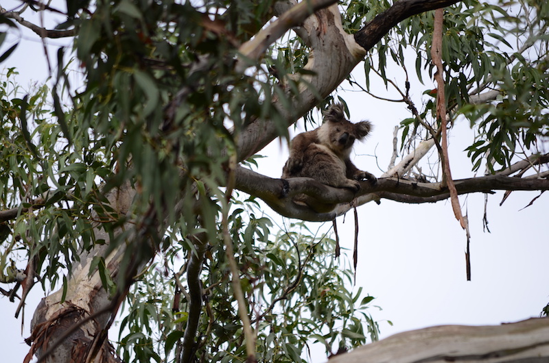Koala in Australien wild erleben