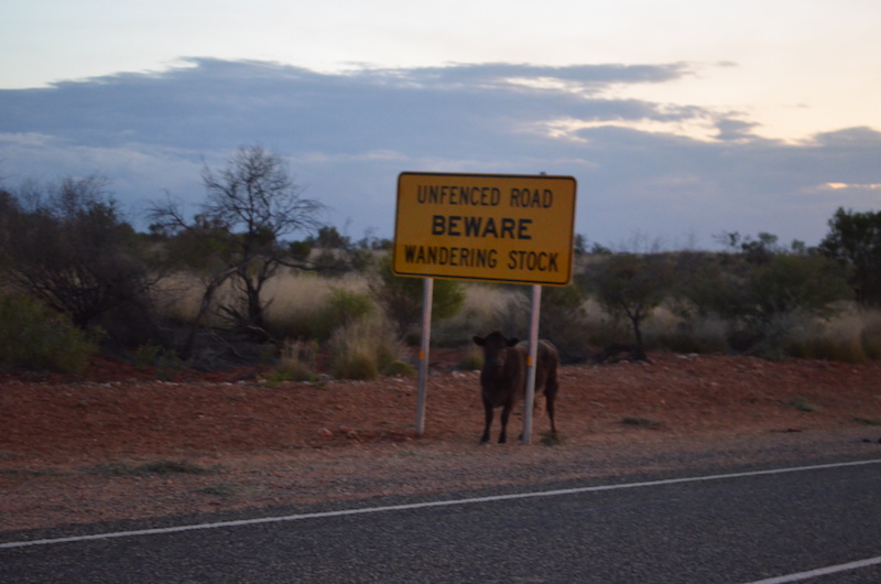 Rinder auf der Strecke im Outback Australien