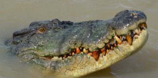 Adelaide River und springenden Krokodile in Australien