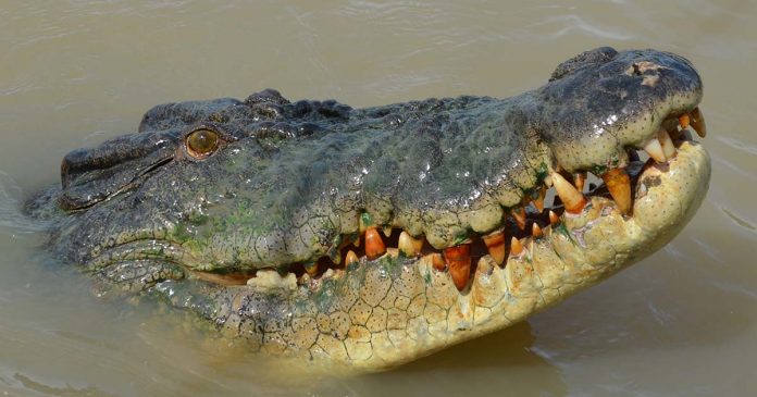 Adelaide River und springenden Krokodile in Australien
