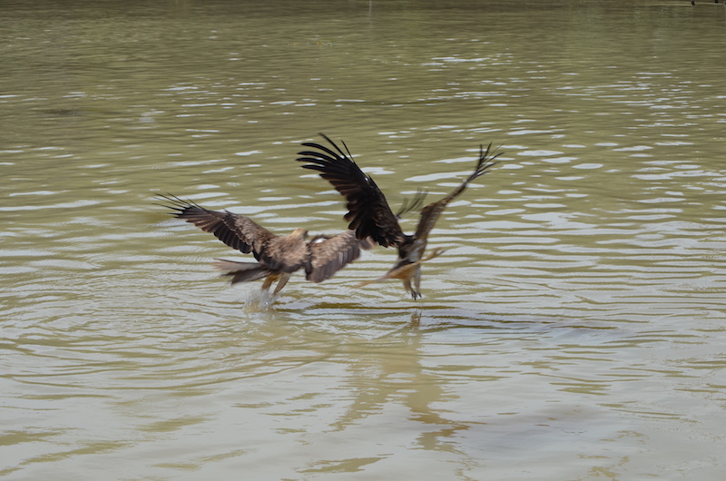 Adler am Adelaide River in Australien