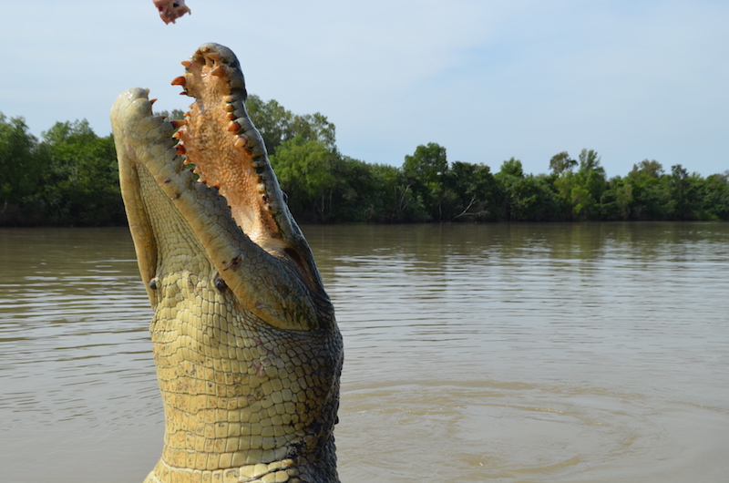 Krokodil in Australien schnappt sich sein Futter