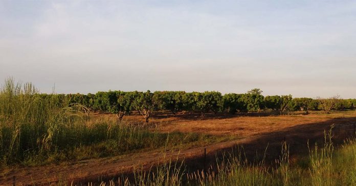 Mango Farm nicht weit von Darwin in Australien