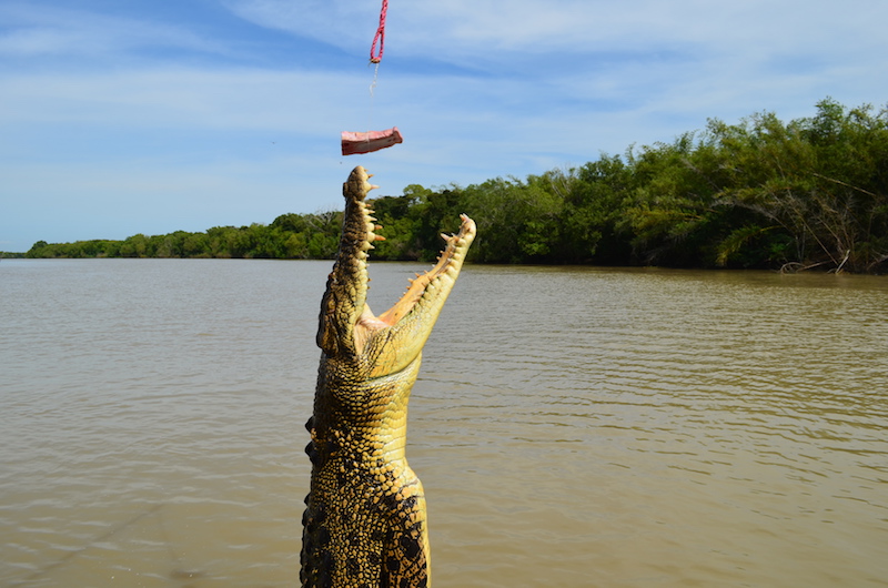 Salzwasser Krokodile in Australien