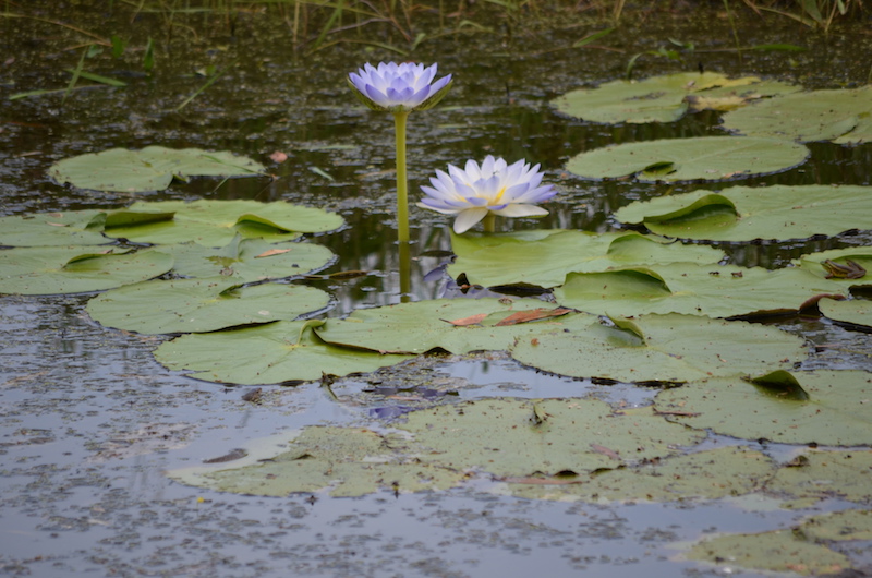 Wasserpflanzen Lilien im Sumpfgebiet