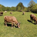 Kühe im Allgäu bei Oberstdorf