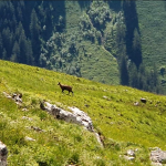 Gemse in den Allgäuer Alpen