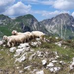 Schafe in den Allgäuer Bergen