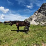 Pferde am Widderstein in den Alpen