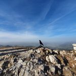 Alpenvogel und Rotspitz am Gipfel