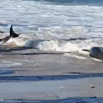 Delfine als Beifang in Portugal