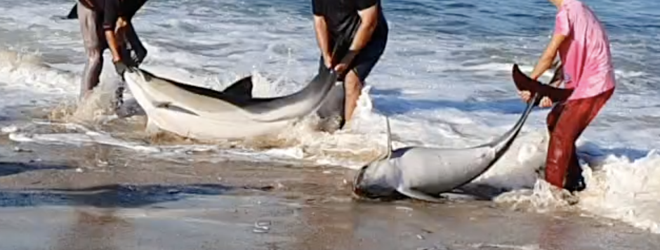 Tote Delfine als Beifang