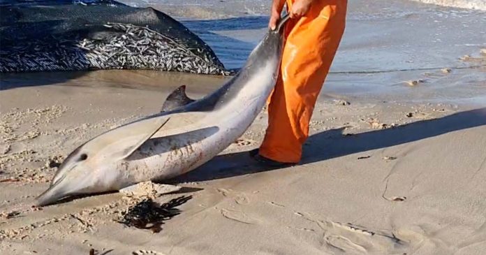 Tote Delfine am Strand von Portugal